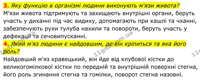 3. Яку функцію в організмі людини виконують м'язи живота? — ГДЗ Біологія 8 клас Балан