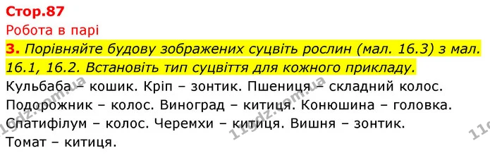 3. Порівняйте будову зображених суцвіть рослин (мал. 16.3) з мал. 16.1, 16.2. Встановіть тип суцвіття для кожного прикладу. — ГДЗ Біологія 7 клас Тагліна