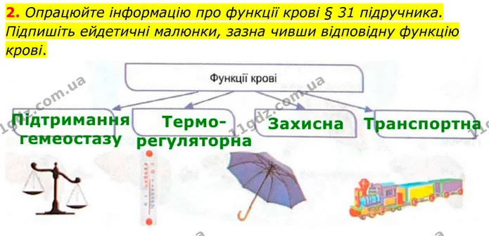 2. Опрацюйте інформацію про функції крові § 31 підручника. Підпишіть ейдетичні малюнки, зазначивши відповідну функцію крові. — ГДЗ Робочий зошит Біологія 8 клас Кулініч