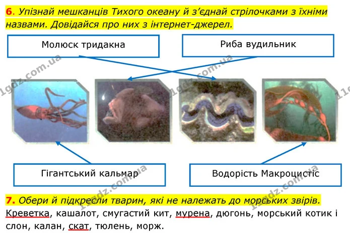 6. Упізнай мешканців Тихого океану й з’єднай стрілочками з їхніми назвами. Довідайся про них з інтернет-джерел. — ГДЗ Робочий зошит Я досліджую світ 4 клас Грущинська