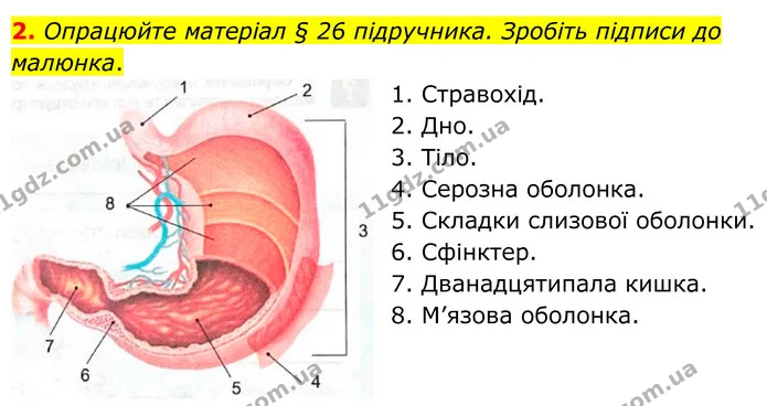 2. Опрацюйте матеріал § 26 підручника. Зробіть підписи до малюнка. — ГДЗ Робочий зошит Біологія 8 клас Кулініч