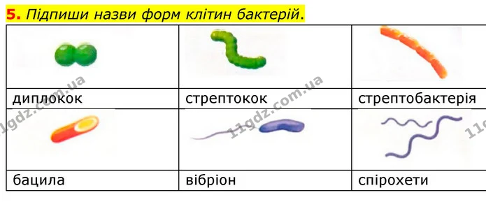 5. Підпиши назви форм клітин бактерій. — ГДЗ робочий зошит Біологія 7 клас Тагліна