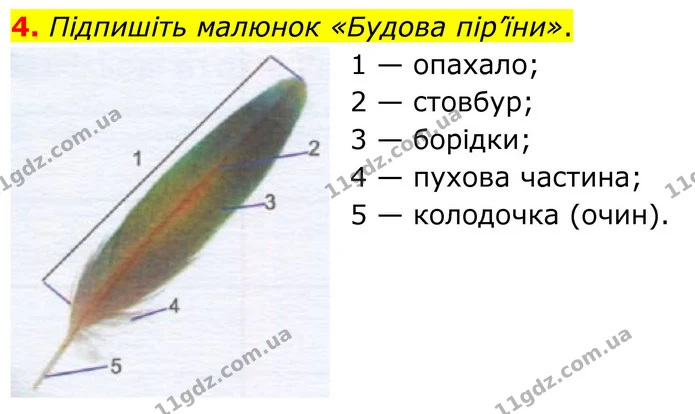 4. Підпишіть малюнок «Будова пір’їни». — ГДЗ робочий зошит Біологія 7 клас Кулініч