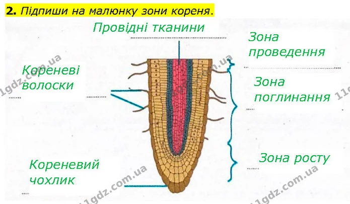 2. Підпиши на малюнку зони кореня. — ГДЗ робочий зошит Біологія 7 клас Тагліна