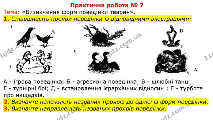 1. Співвіднесіть прояви поведінки із відповідними ілюстраціями: — ГДЗ Робочий зошит з Біології 7 клас Яременко