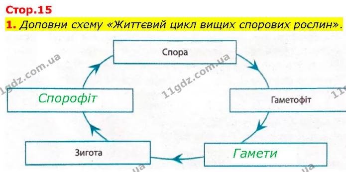 1. Доповни схему «Життєвий цикл вищих спорових рослин». — ГДЗ робочий зошит Біологія 7 клас Тагліна