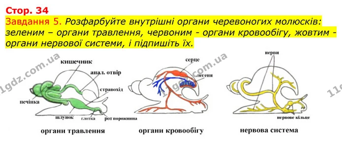 Стор. 34 — 5 — ГДЗ Робочий зошит з Біології 7 клас Яременко — ГДЗ Робочий зошит з Біології 7 клас Яременко
