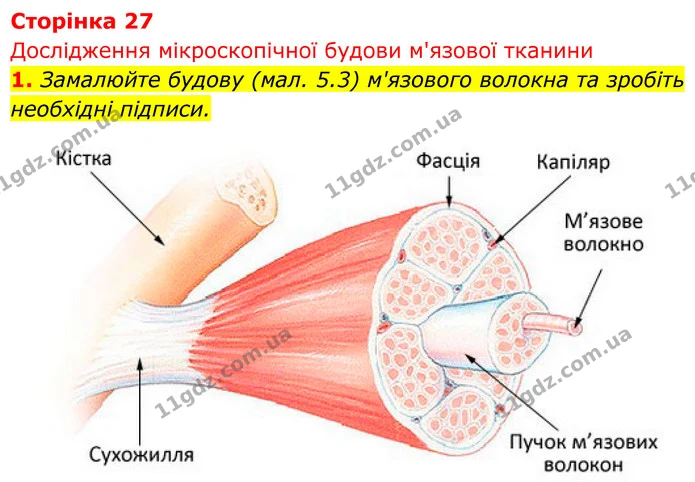 Стор. 27 — 1 — ГДЗ Біологія 8 клас Тагліна — ГДЗ Біологія 8 клас Тагліна