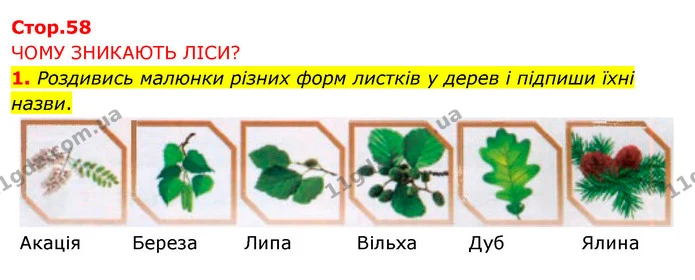 1. Роздивись малюнки різних форм листків у дерев і підпиши їхні назви. — ГДЗ Робочий зошит Я досліджую світ 4 клас Грущинська