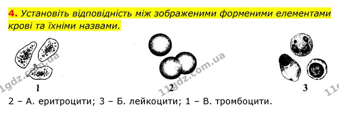 4. Установіть відповідність між зображеними форменими елементами крові та їхніми назвами. — ГДЗ Робочий зошит Біологія 8 клас Задорожний