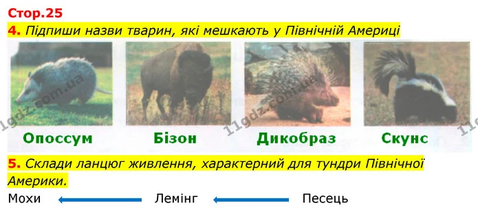 4. Підпиши назви тварин, які мешкають у Північній Америці — ГДЗ Робочий зошит Я досліджую світ 4 клас Гільберг