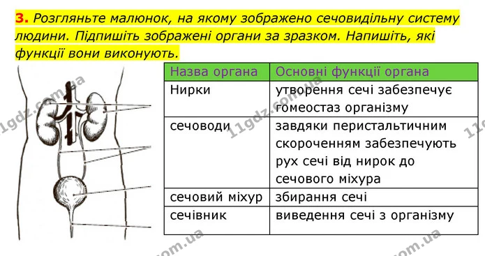 3. Розгляньте малюнок, на якому зображено сечовидільну систему людини. Підпишіть зображені органи за зразком. Напишіть, які функції — ГДЗ Робочий зошит Біологія 8 клас Задорожний