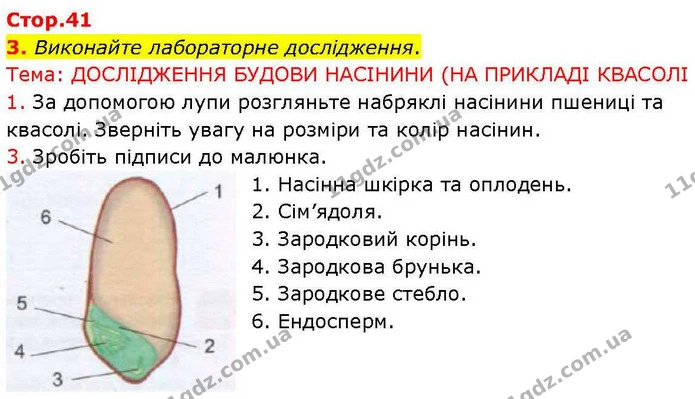 Стор. 41 — Стр.41 (3.1) — ГДЗ робочий зошит Біологія 7 клас Кулініч — ГДЗ робочий зошит Біологія 7 клас Кулініч
