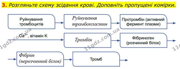 Стор. 179 — Стр.179-(2.3) — ГДЗ Біологія 8 клас Балан — ГДЗ Біологія 8 клас Балан