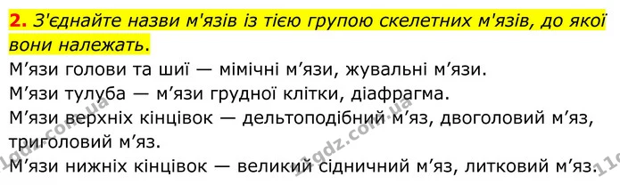2. З'єднайте назви м'язів із тією групою скелетних м'язів, до якої вони належать. — ГДЗ Робочий зошит Біологія 8 клас Тагліна (2025)
