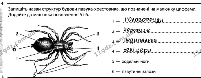 4. Запишіть назви структур будови павука-хрестовика, що позначені на малюнку цифрами. Додайте до малюнка позначення 5 і 6. — ГДЗ Робочий зошит Біологія 7 клас Задорожний