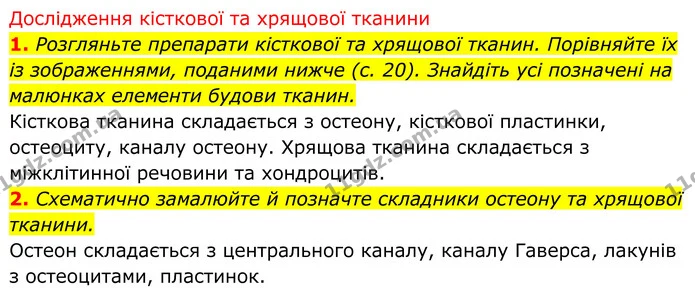 Стор. 19 — 2 — ГДЗ Біологія 8 клас Тагліна — ГДЗ Біологія 8 клас Тагліна