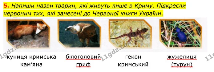 5. Напиши назви тварин, які живуть лише в Криму. Підкресли червоним тих, які занесені до Червоної книги України. — ГДЗ Робочий зошит Я досліджую світ 4 клас Грущинська