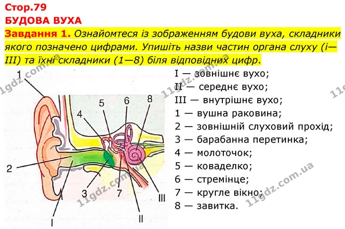 Стор. 79 — Стр.79 (1.1) — ГДЗ робочий зошит Біологія 8 клас Андерсон — ГДЗ робочий зошит Біологія 8 клас Андерсон