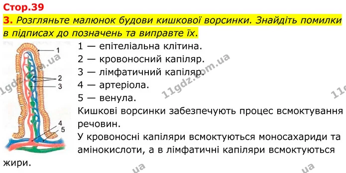 3. Розгляньте малюнок будови кишкової ворсинки. Знайдіть помилки в підписах до позначень та виправте їх. — ГДЗ Робочий зошит Біологія 8 клас Кулініч
