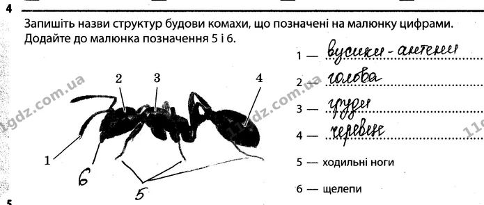 4. Запишіть назви структур будови комахи, що позначені на малюнку цифрами. — ГДЗ Робочий зошит Біологія 7 клас Задорожний