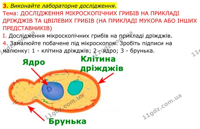 Стор. 96 — Стр.96 (3.1) — ГДЗ робочий зошит Біологія 7 клас Кулініч — ГДЗ робочий зошит Біологія 7 клас Кулініч