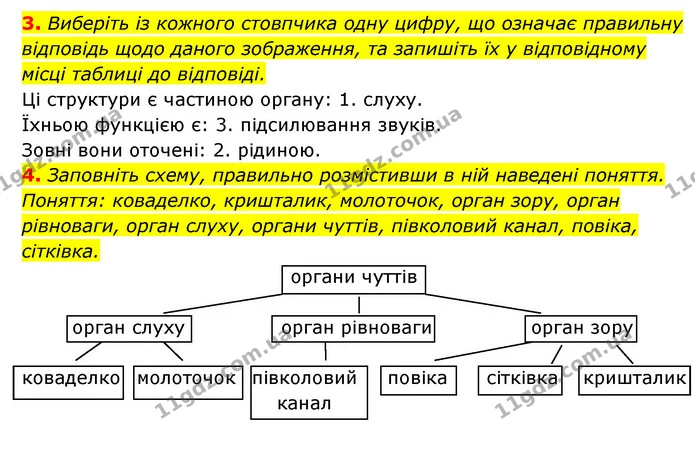 3. Виберіть із кожного стовпчика одну цифру, що означає правильну відповідь щодо даного зображення, та запишіть їх у відповідному місці — ГДЗ Робочий зошит Біологія 8 клас Задорожний
