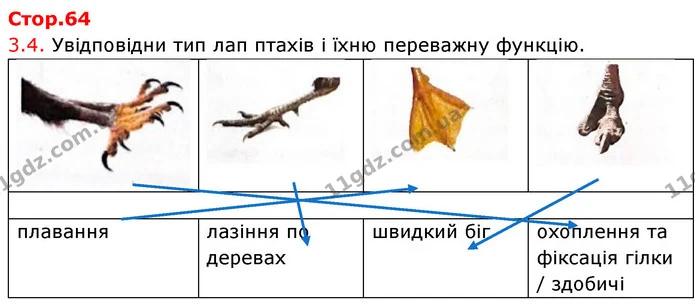 Стор. 64 — Стр.64 (3.4) — ГДЗ робочий зошит Біологія 7 клас Тагліна — ГДЗ робочий зошит Біологія 7 клас Тагліна