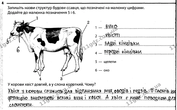 4. Запишіть назви структур будови ссавця, що позначені на малюнку цифрами. Додайте до малюнка позначення 5 і 6. — ГДЗ Робочий зошит Біологія 7 клас Задорожний
