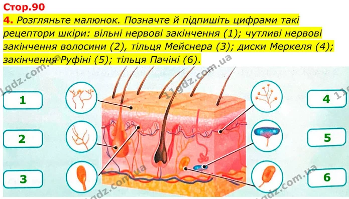 1. Увідповідніть поняття з їхніми визначеннями — частина 4 — ГДЗ Робочий зошит Біологія 8 клас Тагліна (2025)