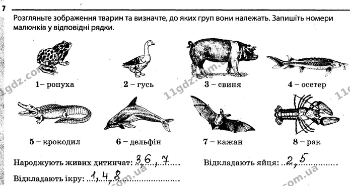 Стор. 51 — 7 — ГДЗ Робочий зошит Біологія 7 клас Задорожний — ГДЗ Робочий зошит Біологія 7 клас Задорожний