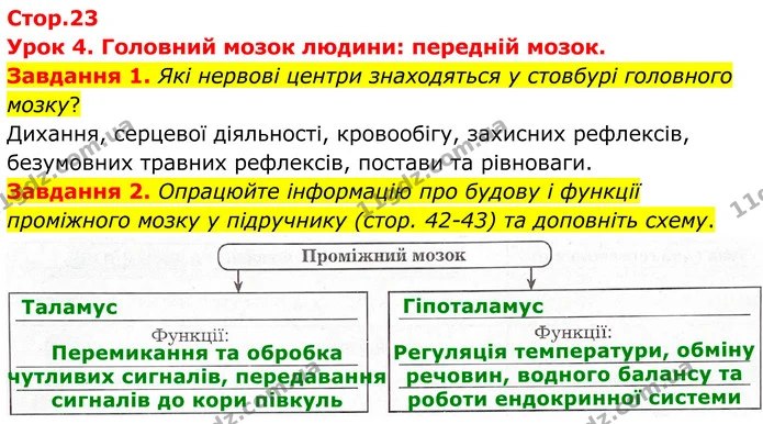 Стор. 23 — 1-2 — ГДЗ Робочий зошит біологія 8 клас Мирна — ГДЗ Робочий зошит біологія 8 клас Мирна