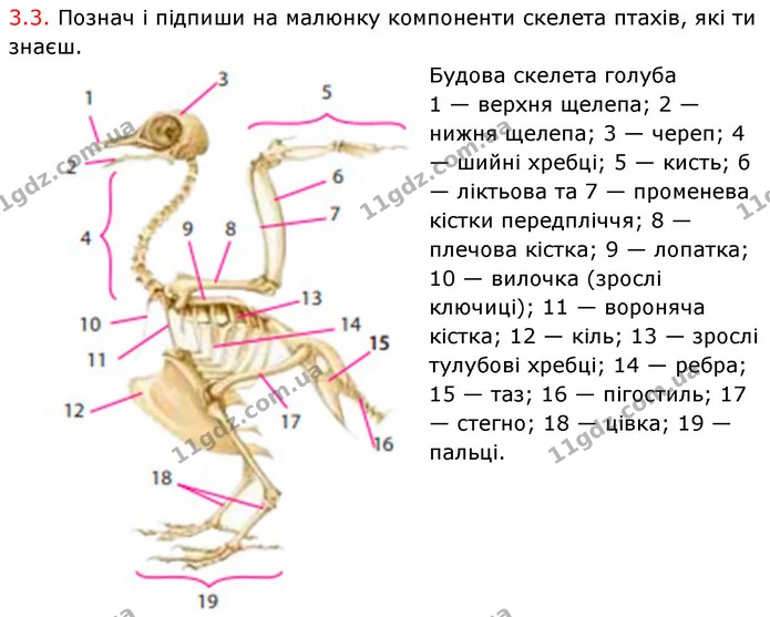 Стор. 63 — Стр.63 (3.3) — ГДЗ робочий зошит Біологія 7 клас Тагліна — ГДЗ робочий зошит Біологія 7 клас Тагліна