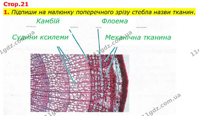 1. Підпиши на малюнку поперечного зрізу стебла назви тканин. — ГДЗ робочий зошит Біологія 7 клас Тагліна