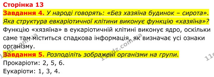 4. У народі говорять: «Без хазяїна будинок – сирота». Яка структура евкаріотичної клітини виконує функцію «хазяїна»? — ГДЗ Робочий зошит Біологія 7 клас Мирна 2024