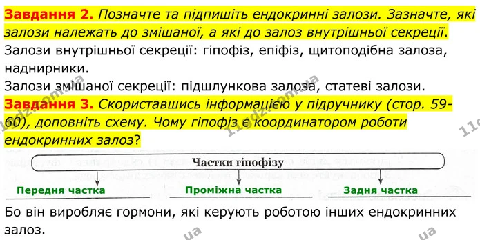Стор. 33 — 2-3 — ГДЗ Робочий зошит біологія 8 клас Мирна — ГДЗ Робочий зошит біологія 8 клас Мирна