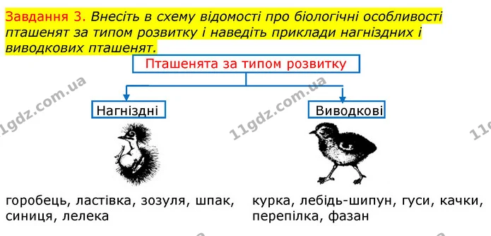 Стор. 51 — 3 — ГДЗ Робочий зошит з Біології 7 клас Яременко — ГДЗ Робочий зошит з Біології 7 клас Яременко