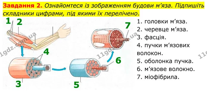 Стор. 26 — 2 — ГДЗ робочий зошит Біологія 8 клас Андерсон — ГДЗ робочий зошит Біологія 8 клас Андерсон