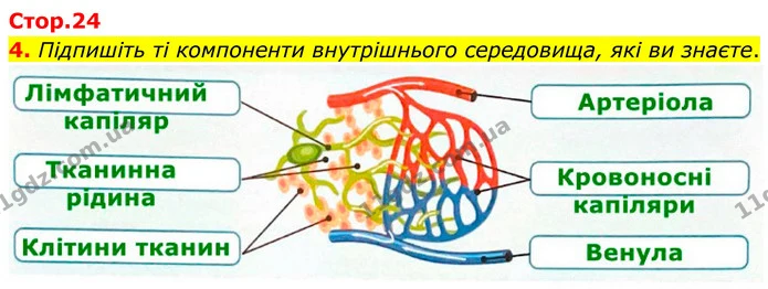 1. Доповніть визначення, обравши потрібні слова. — частина 4 — ГДЗ Робочий зошит Біологія 8 клас Тагліна (2025)