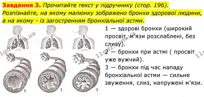 Стор. 90 — Стр.90 (3.2) — ГДЗ Робочий зошит біологія 8 клас Мирна — ГДЗ Робочий зошит біологія 8 клас Мирна