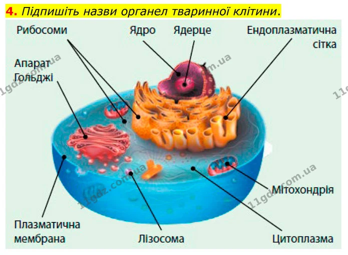 1. Визначте поняття. — частина 4 — ГДЗ Робочий зошит Біологія 8 клас Тагліна (2025)