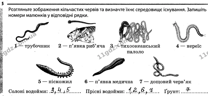 5. Розгляньте зображення кільчастих червів та визначте їхнє середовище існування. Запишіть номери малюнків у відповідні рядки. — ГДЗ Робочий зошит Біологія 7 клас Задорожний