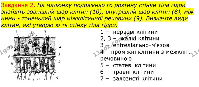 Стор. 13 — 2 — ГДЗ Робочий зошит з Біології 7 клас Яременко — ГДЗ Робочий зошит з Біології 7 клас Яременко