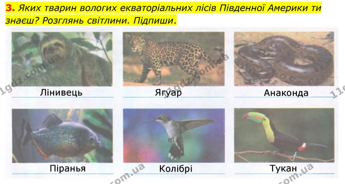 3. Яких тварин вологих екваторіальних лісів Південної Америки ти знаєш? Розглянь світлини. Підпиши. — ГДЗ Робочий зошит Я досліджую світ 4 клас Гільберг