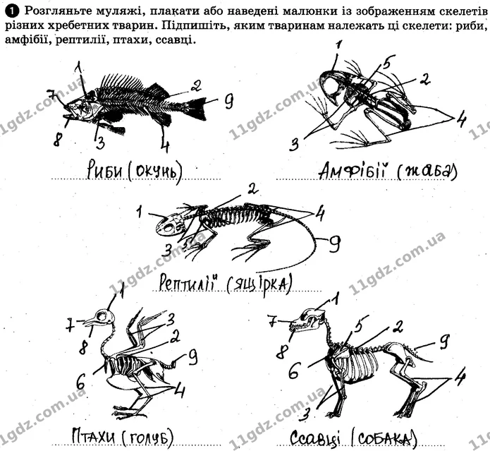 Пр.5 (1-2) — ГДЗ Робочий зошит Біологія 7 клас Задорожний — ГДЗ Робочий зошит Біологія 7 клас Задорожний