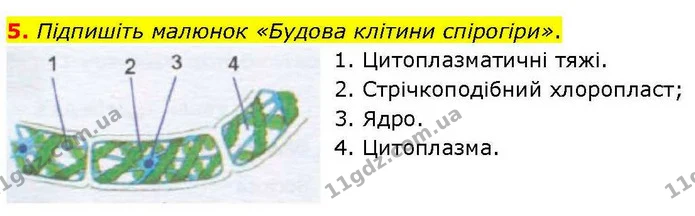 5. Підпишіть малюнок «Будова клітини спірогіри». — ГДЗ робочий зошит Біологія 7 клас Кулініч
