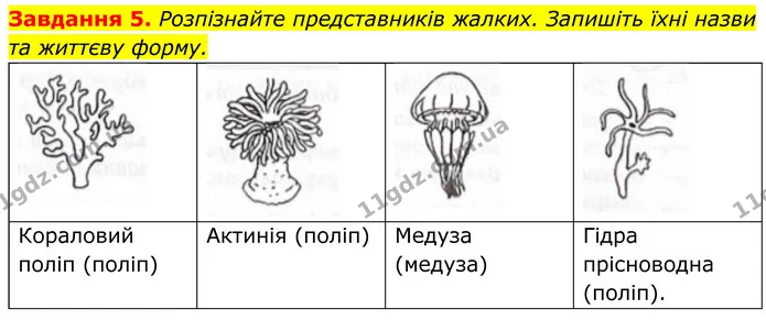 5. Розпізнайте представників жалких. Запишіть їхні назви та життєву форму. — ГДЗ Робочий зошит Біологія 7 клас Мирна 2024