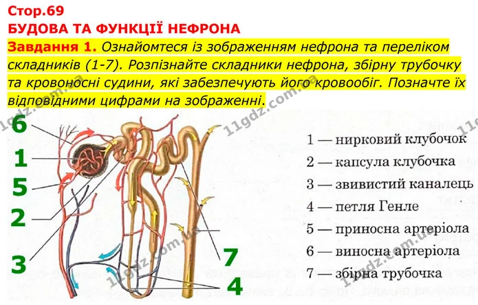 Стор. 69 — 1 — ГДЗ робочий зошит Біологія 8 клас Андерсон — ГДЗ робочий зошит Біологія 8 клас Андерсон