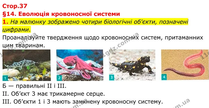 1. На малюнку зображено чотири біологічні об'єкти, позначені цифрами. — ГДЗ Робочий зошит Біологія 8 клас Тагліна (2025)