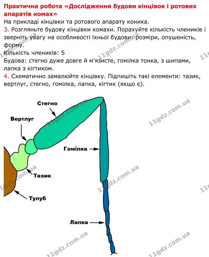 Стор. 154 — 1 — ГДЗ Біологія 7 клас Тагліна — ГДЗ Біологія 7 клас Тагліна